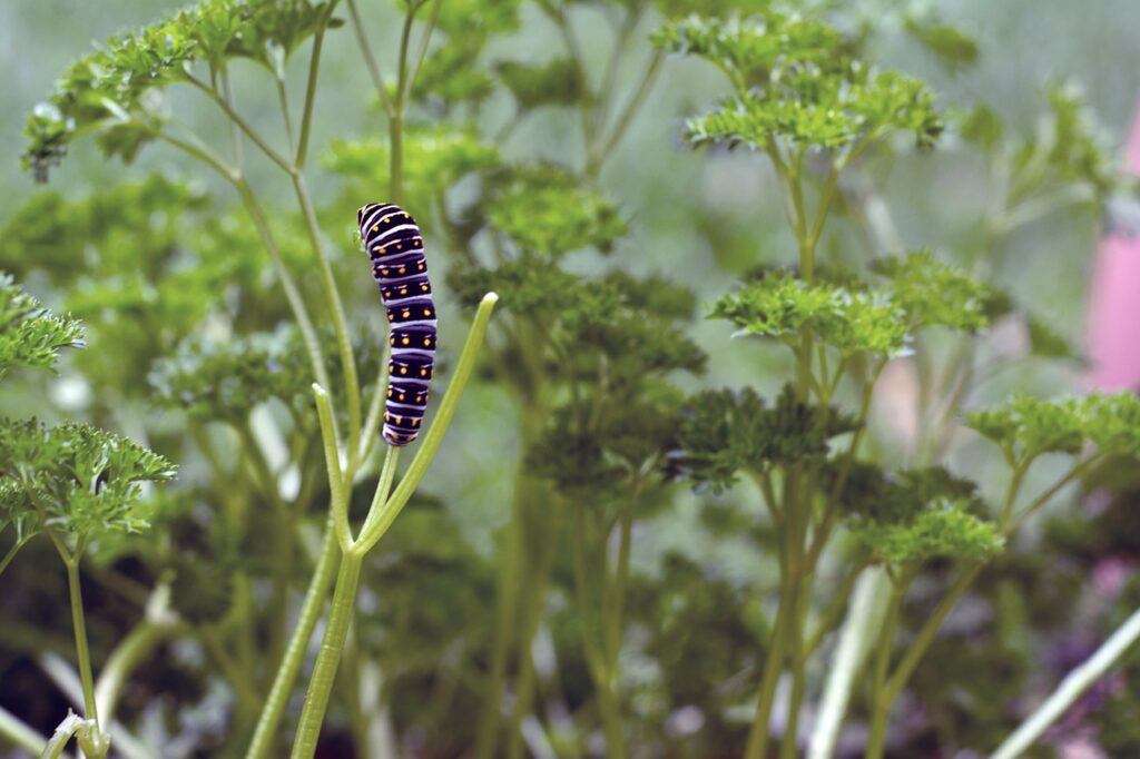 Your Ultimate Guide to All-Natural Garden Pest Control